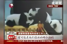 大熊猫宝宝在婴儿床上打群架，没想到萌萌的后面会有一股狠劲！图片