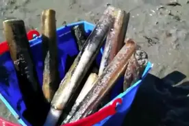 夫妻俩去海边捡的超大蛏子，回家清洗后下锅，跟父母吃的太开心了图片