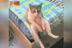 这究竟是不是猫？它静静的坐在床边，我看了又看，越看越怕！视频封面