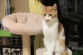 这只猫咪喜欢吐舌头，好像一直小狗视频封面