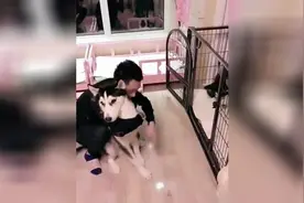 二哈跟妈妈吵架后想回窝睡觉，结果妈妈的反应亮了，二哈吓坏了视频封面