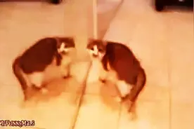 谁说猫咪都冷漠？看看这些迎接主人回家的猫咪们图片