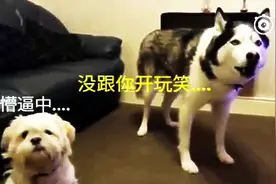 主人突然领回家别的狗，二哈满脸懵逼，找主人理论，好厉害的字幕图片