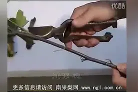 常用果树嫁接技术（下集）图片