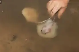 12岁男孩帮河边魔鬼鱼接生，接连迸出的小鱼让大家都合不上嘴！图片