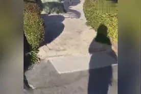 漂亮女主每次下班回家，柴犬都会露出帅气又猥琐的笑，不正经的汪图片