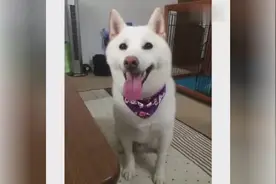 这条萌萌哒的柴犬，被主人赶进笼子之后画风图片，立马变二哈！图片