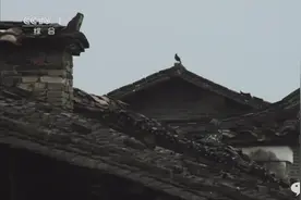 顶级武夷岩茶-大红袍图片