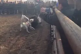 杜高犬到底有多凶残，看看它们怎么干翻巨型野猪的吧视频封面