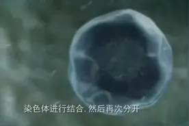 探秘胎儿40周发育全过程视频封面