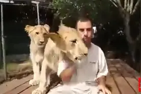 实拍大狮子卖萌撒娇，猫科动物都一个德性图片