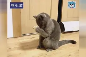 猫咪踩到胶带后猛盯着自己的手，露出的表情简直让人无语图片
