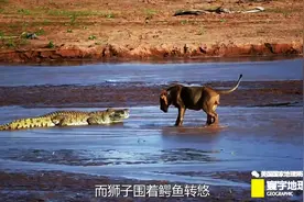 狮子和鳄鱼之战，谁将获胜？图片