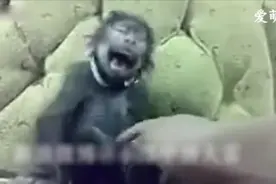 给小猴子挠痒痒，小猴子都笑傻了！哈哈哈哈_视频封面
