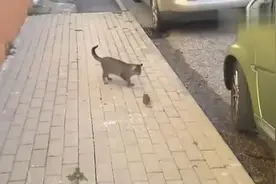 太没出息了！喵星人被老鼠吓的不成样子，猫界的耻辱啊图片