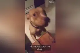 狗狗被问到谁把裤子咬烂时...瞬间懵逼了！哈哈图片
