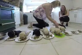 看网友如何给一堆刚出生的拉布拉多犬喂食图片