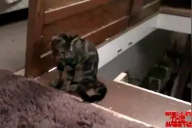 小猫咪不敢下楼梯，猫妈妈做出惊人举动帮它！这是亲生的么？图片