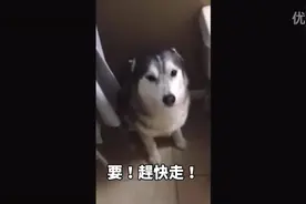 不愿洗澡的哈士奇，撒娇卖萌耍脾气的样子逗死了图片