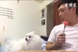 狗狗偷看主人吃东西，还不敢承认，最后一幕让狗狗彻底傻眼了！图片