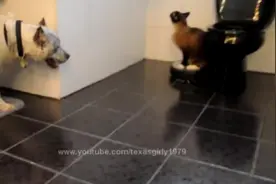 自从猫咪学会骑这玩意，打狗再也不费劲了！感觉狗狗懵逼了!图片