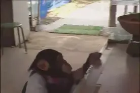 猩猩和狗狗的基情，简直了！谁养的这两只？都成精了图片