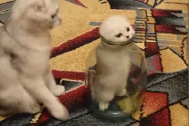 都是好奇心害的，小猫钻进了玻璃瓶里，费了半天劲才爬出来图片