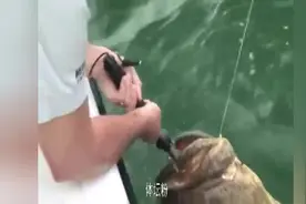 老外在船上以鱼为诱饵，竟然钓到贪吃的大家伙图片