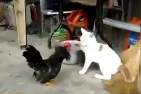 猫竟被鸡欺负，实在是让人大跌眼镜图片