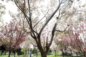 海皇星樱花开启浪漫粉色模式！我们邀请20对情侣花海结发图片