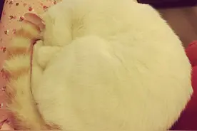 喵星人的睡姿萌翻了，感觉要被治愈了图片