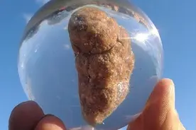 探访奇葩博物馆：大便博物馆！图片