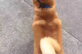 柴犬原来这么棒，生了一窝褐色小崽崽，萌的非同小可图片