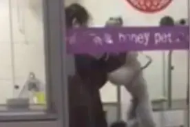 实拍！徐州一宠物店美容师虐打比熊犬，真是心狠手辣啊！视频封面