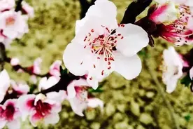 [2016中国·当涂（大青山）桃花节]乘车路线图片