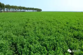 食在陇南︱原来“幸运草”也可以这样吃！图片