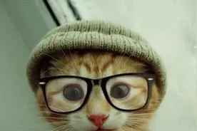 小猫小狗卡在你的爱车里时，开车前千万要检查图片