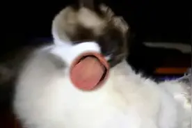 当喵星人长了人嘴它们会说啥图片