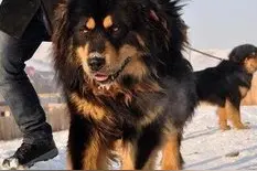 最能团队协作的猛犬：蒙古獒，三獒可干掉一虎图片
