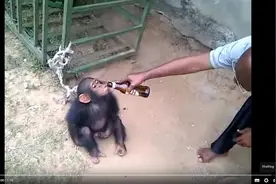 黑猩猩发酒疯 抱瓶喝乾..揭主人  酒精虐待图片