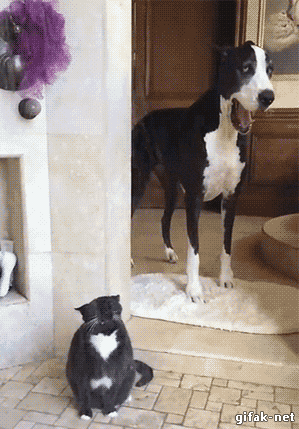 猫咪的日常图片