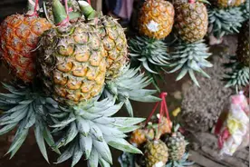 3分钟学会用菠萝种植菠萝图片