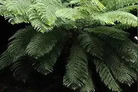 植物懂交流，有记忆，还会数数？图片