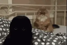 这只小黑猫才到家，老猫就被吓得一动都不敢动，懵逼了老半天..图片