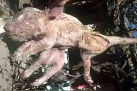 他们守着母猪分娩，结果拿起猪崽一看，怪异的模样让他们傻眼了！图片