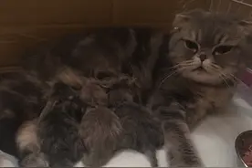 杨颖终于生了？！原来是做外婆了。网友：呼叫黄晓明快来生猴子图片