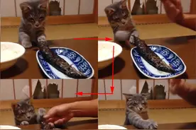 猫咪想要偷吃鱼被主人发现，接下来它继续冒险尝试的画面令人笑喷图片