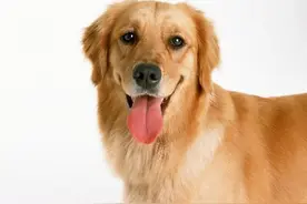 狗狗吐舌头可是技术活儿~吐好了卖萌，吐不好那就是典型的犯二啦图片