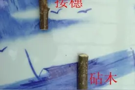 嫁接凤梨番荔枝成功的秘决图片