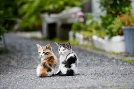 猫咪中毒怎么办？主人一定要知道不同情况不同处理的方法！图片